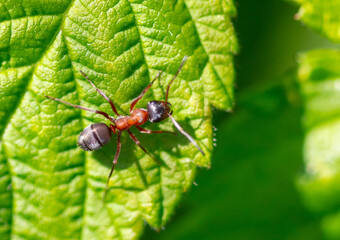 Close-up of an ant on a tree leaf.