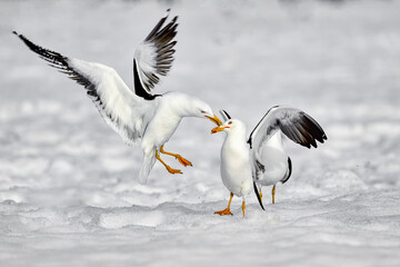 Auts! Lesser black-backed gull is showing aggression