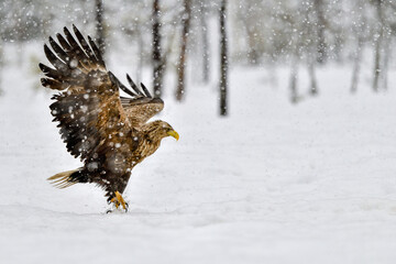 White-tailed eagle in heavy snowfall