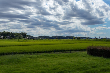 Fototapeta na wymiar 青空と雲と田んぼの風景