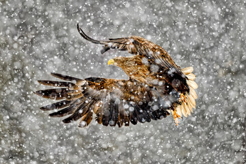 White-tailed eagle in heavy snowfall