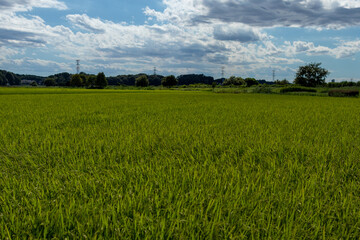 青空と雲と田んぼの風景