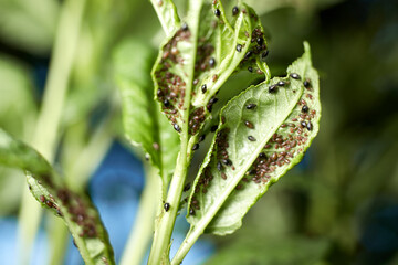The aphid sucks the juice from the cherry leaves and harms the shoots