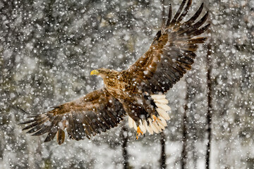 White-tailed eagle in heavy snowfall