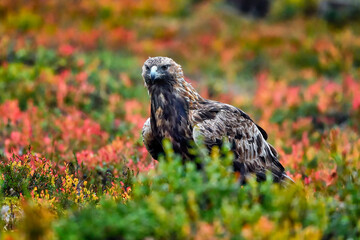 Golden eagle in the boreal forest against blueberry autumn colors