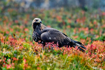 Golden eagle in the boreal forest with autumn colors