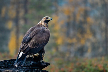 Golden eagle in the boreal forest at his guarding post.