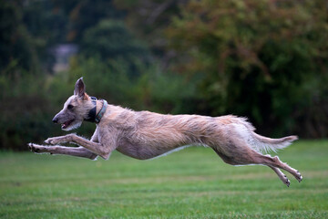 Lurcher dog running flat out