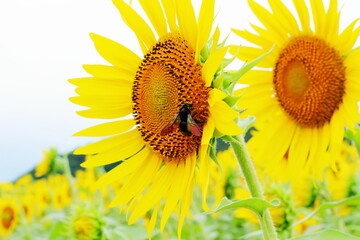 夏の花、ひまわり