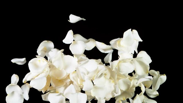 Super slow motion of flying rose petals on clear black background. Filmed on high speed cinema camera, 1000 fps.