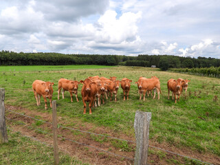 limousin cows on a meadow