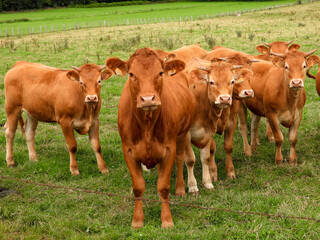 limousin cows in a field in Luxembourg