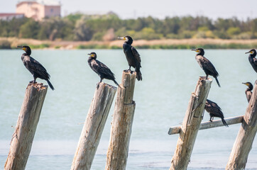 A flock of cormorants sits on a old sea pier