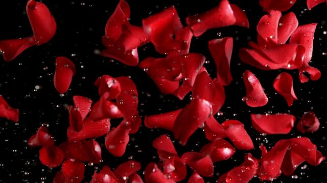 Super slow motion of flying rose petals on clear background. Splashing water drops. Speed ramp effect. Filmed on high speed cinema camera, 1000 fps.