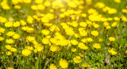 Yellow dandelions blooming on grass background

