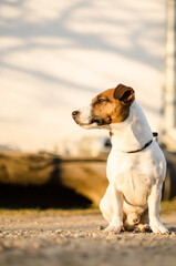 Jack Russell Terrier sits and watches.