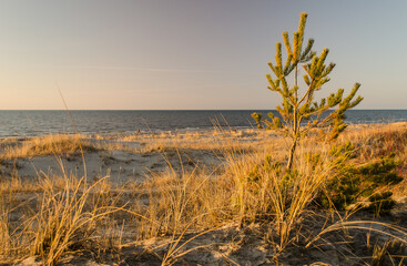 Sunset with pine in beach, Latvia.