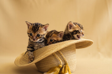 Cute kitten sitting in hat on a background © Юлия Афанасьева