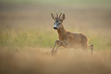 Roebuck - buck (Capreolus capreolus) Roe deer - goat
