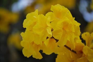 Golden Tree or Handroanthus chrysanthus it is the national tree of Venezuela, native to Central and south America.