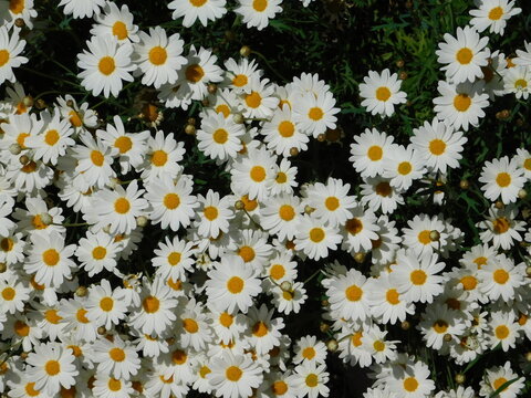 Marguerite daisy, or Argyranthemum frutescens, white flowers