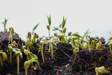 Bean seeds growing and sprouting from the soil.