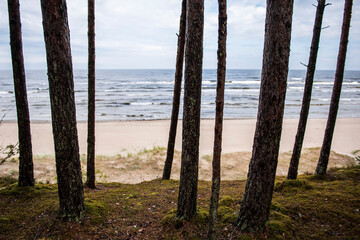 Tree trunks and the Baltic Sea. Focus on trees.
