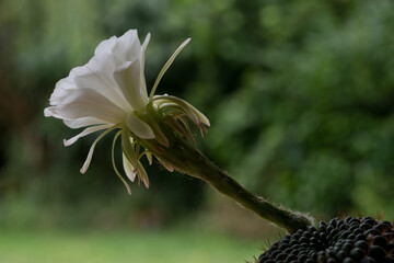 White Cactus Flower Nature Macro Photography,