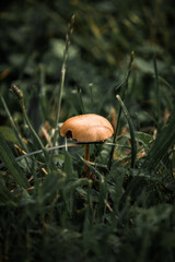 Mushroom in the green grass