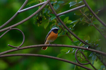 Gartenrotschwanz male