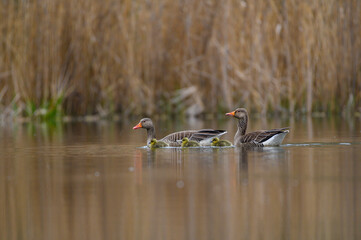 Obraz premium Graugansfamilie