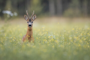 Roebuck - buck (Capreolus capreolus) Roe deer - goat