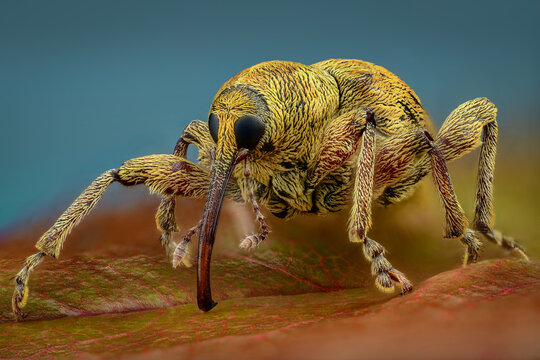 Weevil