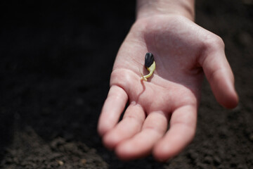 Farmer holds a seed in his hand, agriculture theme