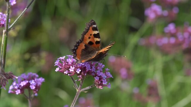 Painted Lady butterfly (Vanessa cardui) feeding on a purple verbena bonariensis flower plant with wings outstretched before flying away macro close up video footage clip