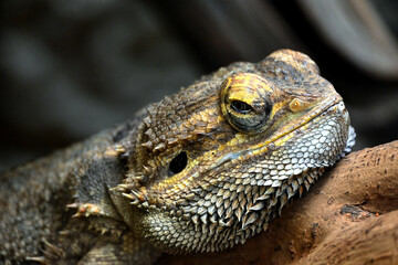 Bearded Dragon