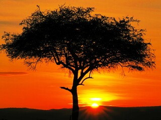Sunrise in Maasai mara National reserve, ケニアのマサイマラ国立保護区の朝日