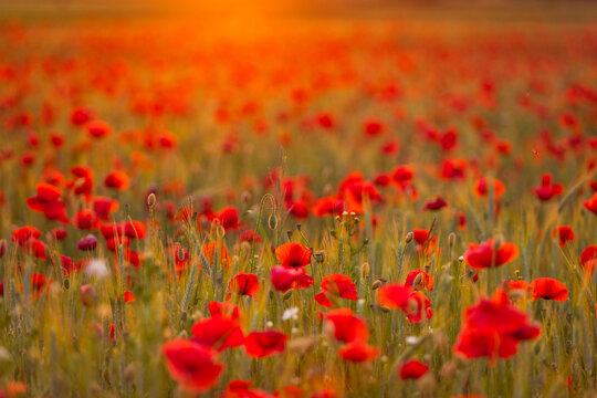 Field of red poppies against the background of the evening sky © szczepank