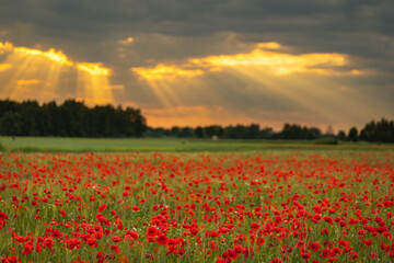 Field of red poppies against the background of the evening sky
