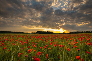 Field of red poppies against the background of the evening sky