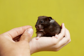 A Syrian hamster takes food from his hand on a yellow background