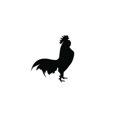 rooster isolated on white background