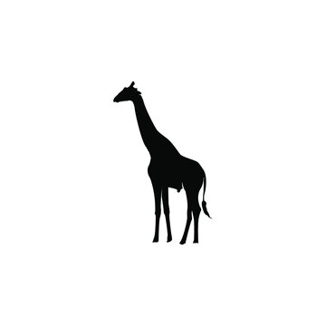 silhouette giraffe isolated on white