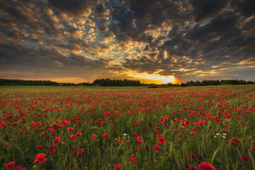 Field of red poppies against the background of the evening sky