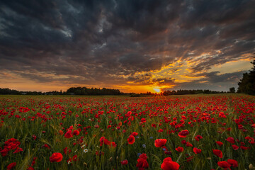 Field of red poppies against the background of the evening sky