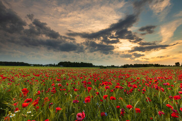 Field of red poppies against the background of the evening sky