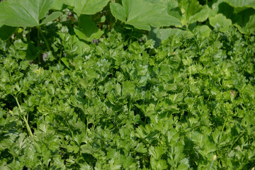 Lush Green Summer Leaves on Home Grown Organic Celeriac Plants (Apium graveolens var. rapaceum 'Ilona') Growing on an Allotment in a Vegetable Garden in Rural Devon, England, UK