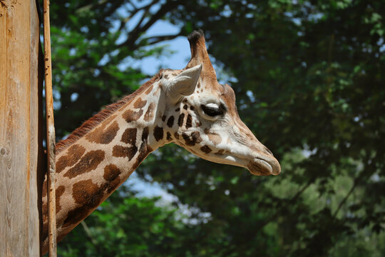 Side Portrait of Rothschild Giraffe in Czech Zoo. Close-up of Beautiful African Animal in Zoological Garden.