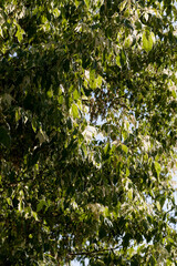 a tree with white and green foliage