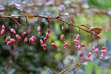 Barberry berries.
 Barberry is highly valued in art for its color, and in cooking - for giving a...